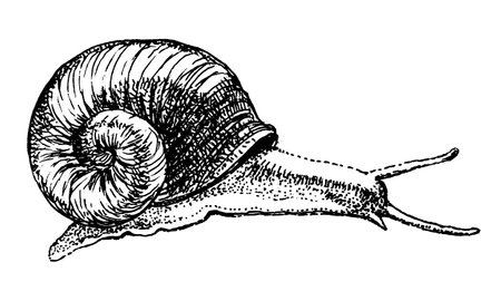 Snail hand drawing engraved style.のイラスト素材