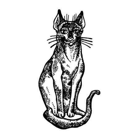 Halloween cat hand drawn illustration.のイラスト素材