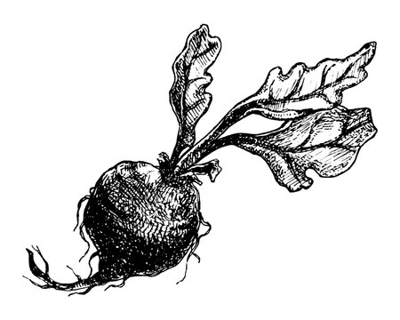 Hand drawn beetroot with leaves. Sketch vintage vector illustration isolated on white background. Farm fresh vegetable.のイラスト素材