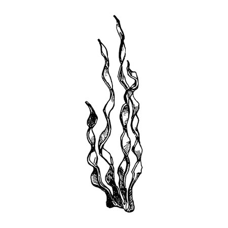 Seaweed sketch graphic element. Black sketch engraved style. Hand drawing vector illustration isolated on white background.のイラスト素材