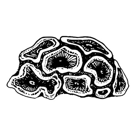 Coral, seaweed sketch graphic element. Trendy coral reef under water. Black sketch engraved style. Hand drawing vector illustration isolated on white background.のイラスト素材