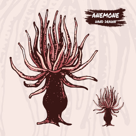 Sea anemone. Hand drawn vector sketch.のイラスト素材
