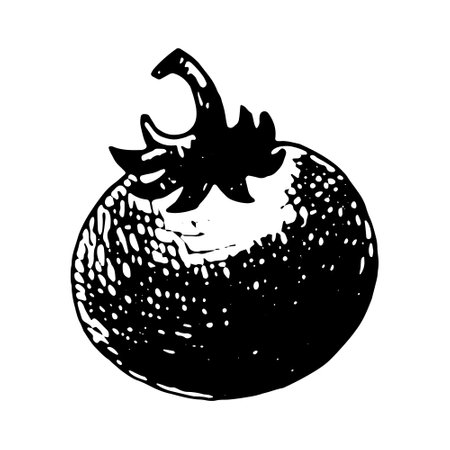 Hand drawn vector illustration of tomatoのイラスト素材