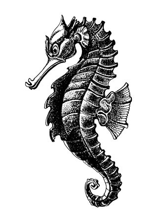 Sea horse hand drawn sketch, vector illustration.のイラスト素材