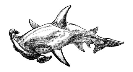 Great Hammerhead shark, hand drawn sketch, vector illustration.のイラスト素材