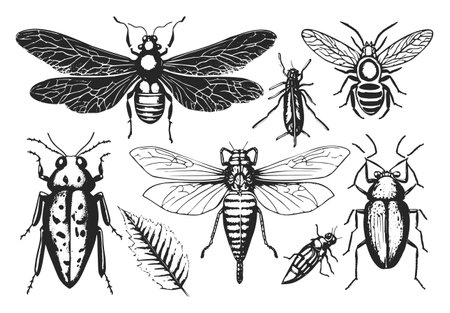 Engraved and hand-drawn illustrations of various insects.のイラスト素材