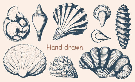 Hand-drawn vector set of various seashells in vintage engraved style. Includes shells of different shapes and types of mollusks, such as cones, spirals, and scallops.のイラスト素材