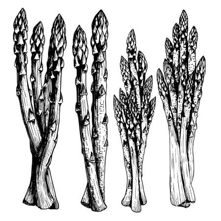 Hand drawn illustration of asparagus in engraved style isolated on white background.のイラスト素材
