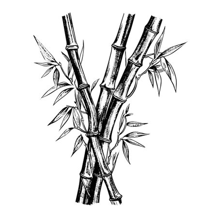 Hand drawn illustration of bamboo in engraved style isolated on white background.のイラスト素材