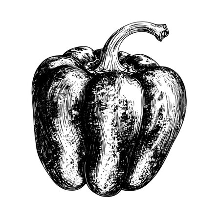 bell pepper vector drawing. Isolated hand drawn object, engraved style illustration.のイラスト素材