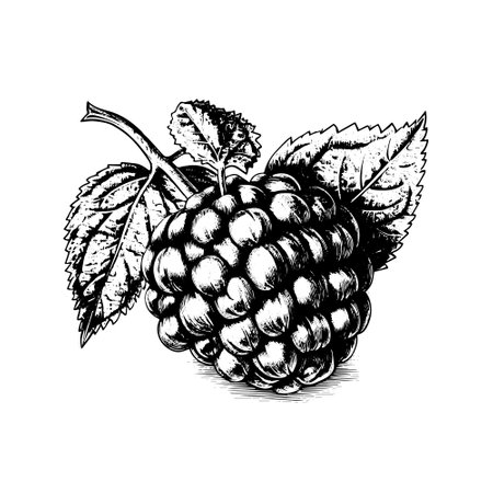 blackberry vector drawing. Isolated hand drawn object, engraved style illustration.のイラスト素材