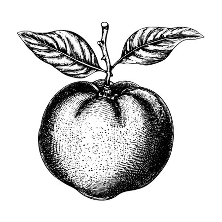 clementine vector drawing. Isolated hand drawn object, engraved style illustration.のイラスト素材