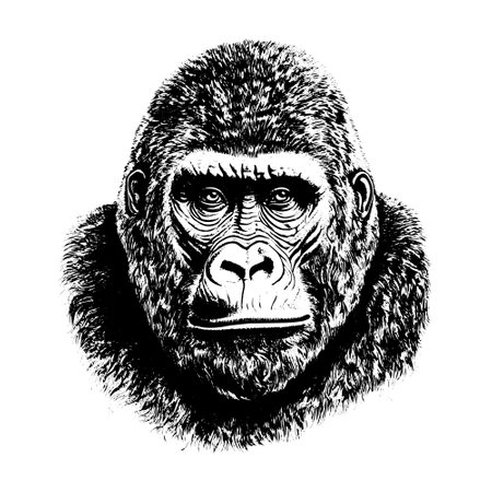gorilla drawing. Isolated hand drawn, engraved style illustration.のイラスト素材