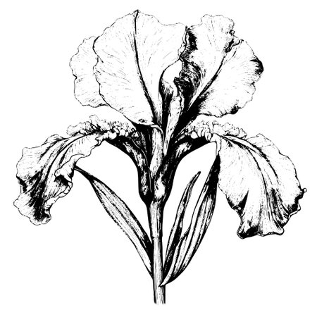 iris drawing. Isolated hand drawn, engraved style illustration.のイラスト素材