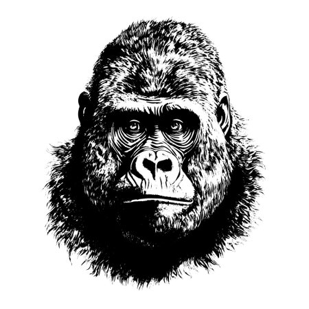 gorilla drawing. Isolated hand drawn, engraved style illustration.