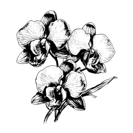 orchid vector drawing. Isolated hand drawn, engraved style illustration.のイラスト素材