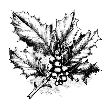 holly vector drawing. Isolated hand drawn, engraved style illustration.のイラスト素材