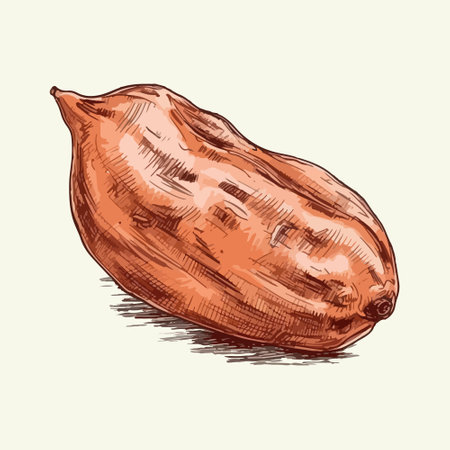 sweet potato vector drawing. Isolated hand drawn, engraved style illustration.のイラスト素材