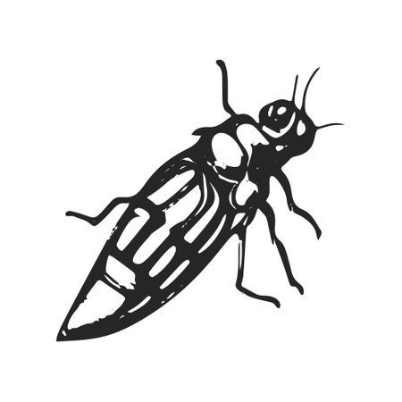 Vintage Beetle Illustration - Black and White Insect Art.のイラスト素材