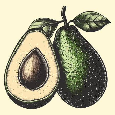 Avocado. Vector hand drawn illustrations. Tropical summer fruit engraved style illustration.のイラスト素材