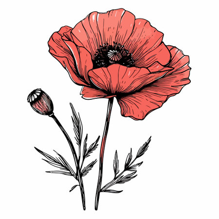 Linear poppy flower with red petals, hand-drawn. Isolated vector illustration. Poppy flower icon.のイラスト素材