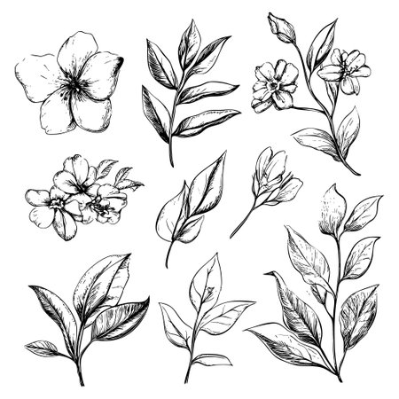 Botanical illustrations of various flowers and leaves in detailed line artのイラスト素材