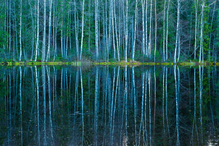Forest reflections from calm waterの写真素材
