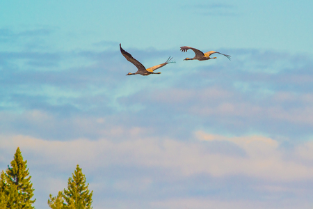 Flying awayの写真素材