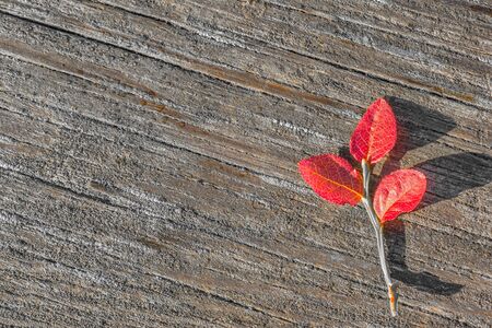 Red blueberry shrub on gray wood