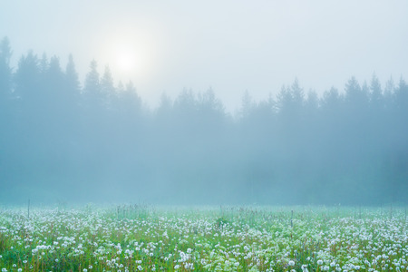 Misty field at the dawnの写真素材