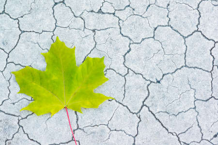 Maple leaf on cracked stoneの写真素材