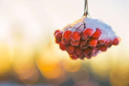 Winter berriesの写真素材