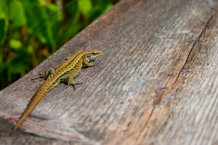 Little lizard on woodの写真素材
