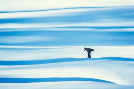 Tree stump in snowの写真素材