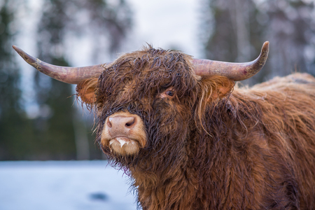 Highland cow watchingの写真素材