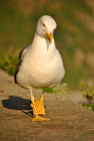 A sea gullの写真素材