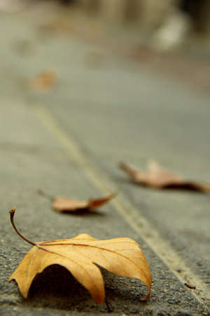 Close up to a fallen leavesの写真素材