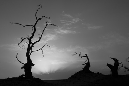 At sunset, dead trees stand in the Taklamakan desert in China の写真素材