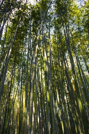 Bamboo forest in Arashiyama, near Kyotoの写真素材