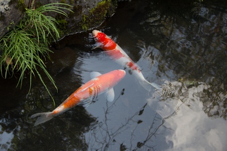 In a pond in japan, koi carps are swimmingの写真素材