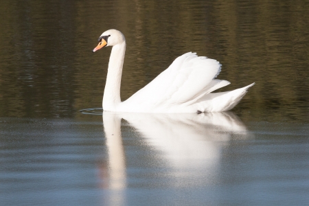 A white swan is swimming on a lakeの写真素材
