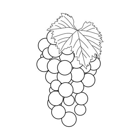 illustration vector of grape fruit. grape symbol. grape line icon isolated on white background. suitable for coloring bookのイラスト素材