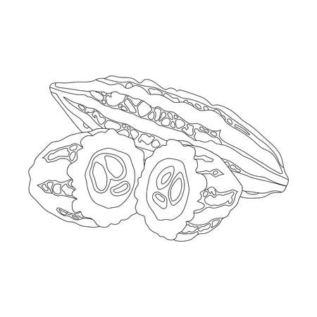 illustration vector of bitter melon. bitter melon icon isolated on white background. bitter melon symbolのイラスト素材