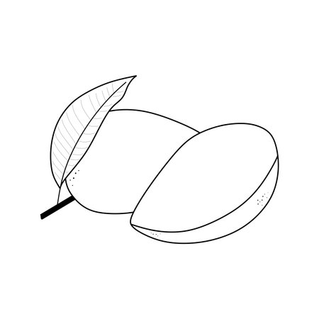 illustration vector of mango fruit. mango icon isolated on white background. mango symbolのイラスト素材