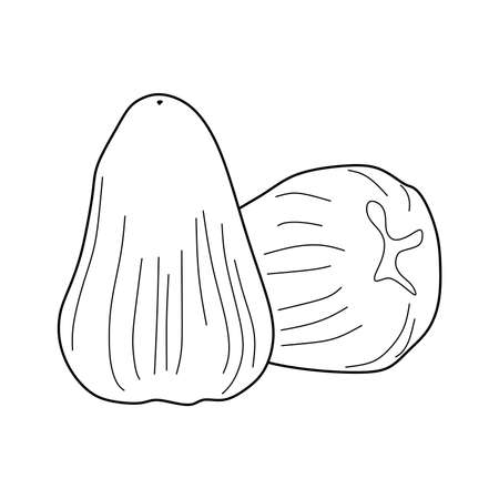 illustration vector of waterapple fruit. waterapple icon isolated on white background. waterapple symbolのイラスト素材