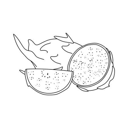illustration vector of dragon fruit. dragon fruit icon isolated on white background. dragon fruit symbolのイラスト素材