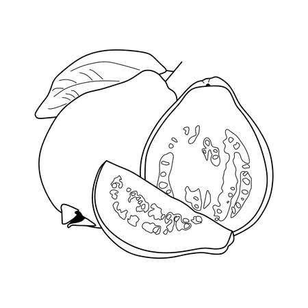 illustration vector of guava fruit. guava icon isolated on white background. guava fruit symbolのイラスト素材