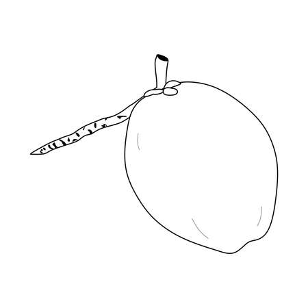 illustration vector of coconut fruit. coconut icon isolated on white background. coconut symbolのイラスト素材