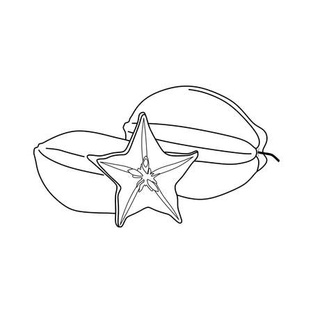 vector graphic of star fruit. star fruit line sketch. star fruit iconのイラスト素材