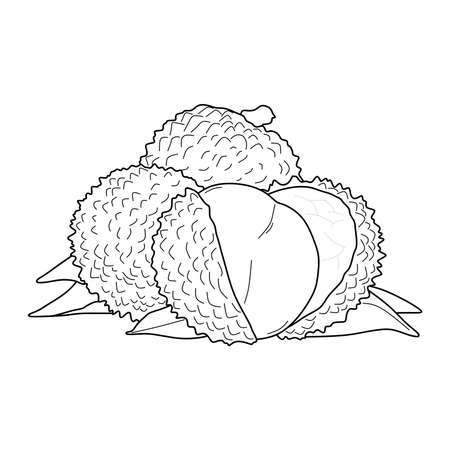 lychee fruit illustration. lychee fruit line sketch. lychee fruit symbolのイラスト素材